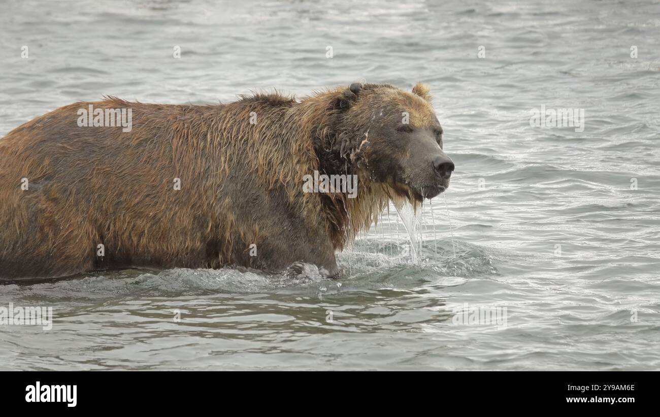 Vieil ours brun (Ursus arctos), tête sous l'eau à la recherche de poissons, Kamchatka, Russie, Europe Banque D'Images