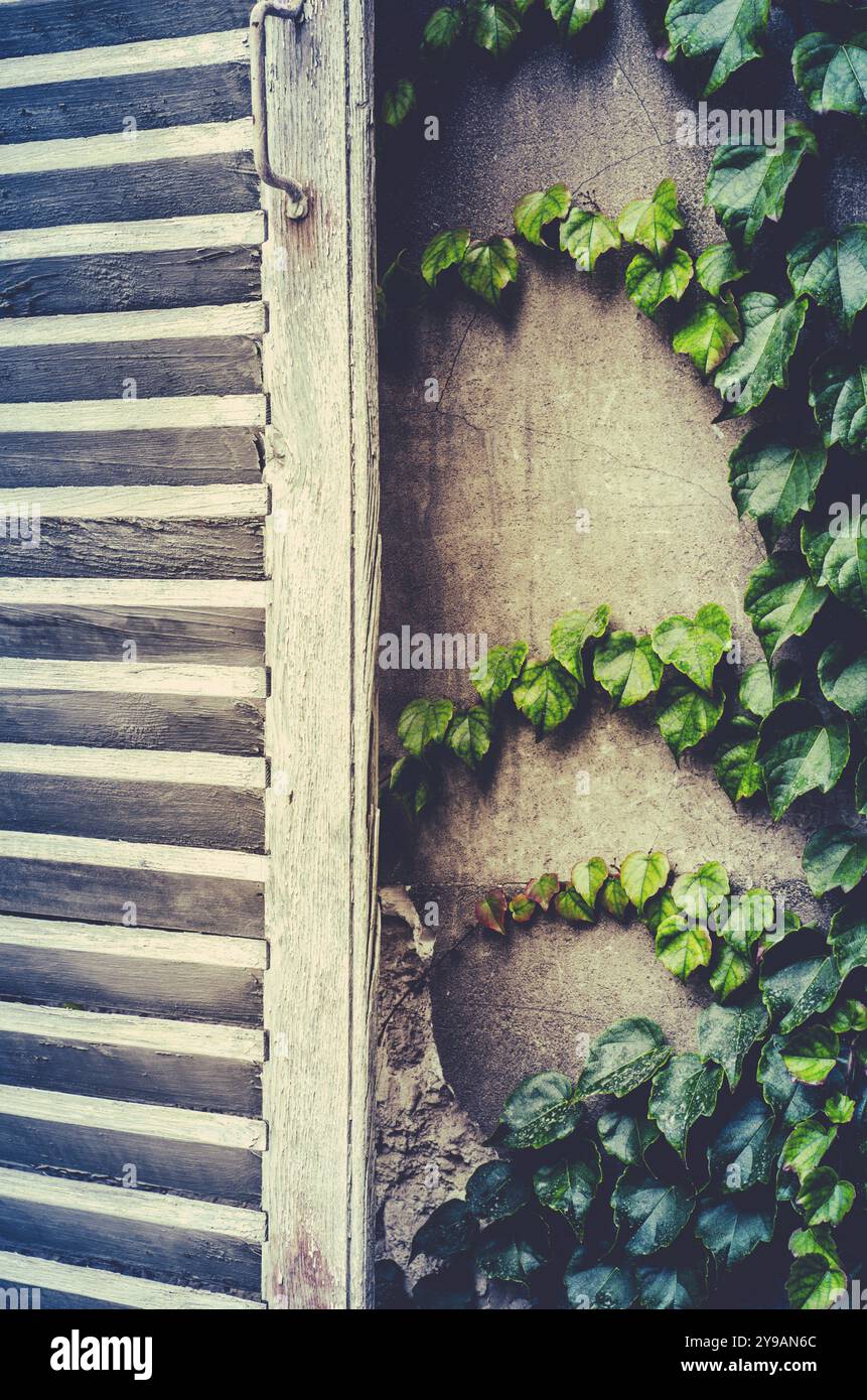 Filtre Retro Photo de volets blancs rustiques et de lierre sur un chalet en france Banque D'Images