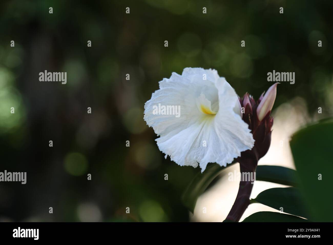 Une fleur de crêpe gingembre, vivace tropicale avec des fleurs blanches impressionnantes Banque D'Images