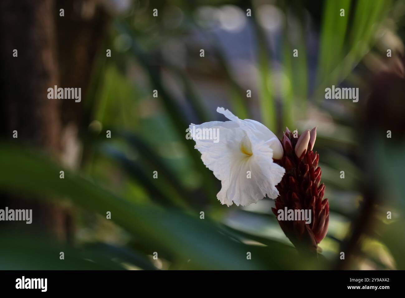 Une fleur de crêpe gingembre, vivace tropicale avec des fleurs blanches impressionnantes Banque D'Images