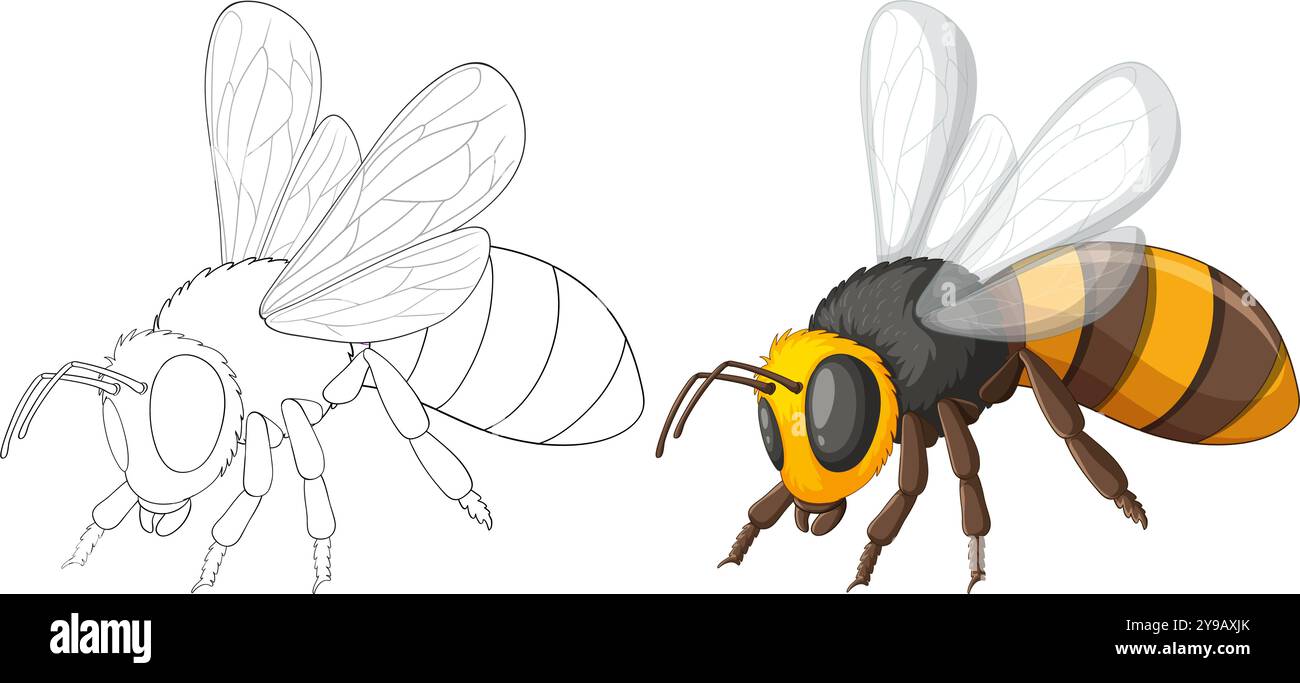 Illustration détaillée des abeilles avec des versions couleur et contour Illustration de Vecteur