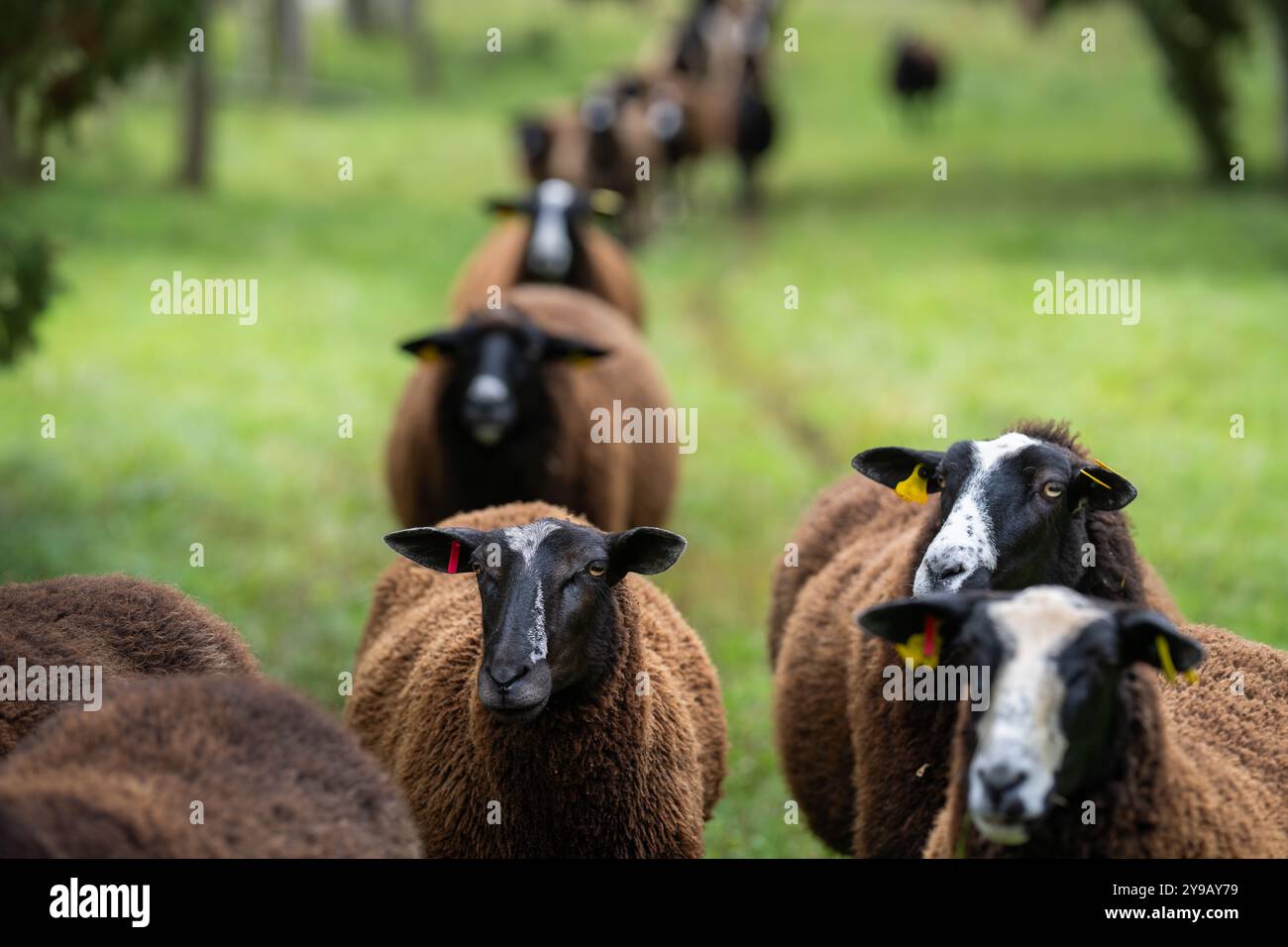 Ligne de moutons marchant sur un champ herbeux entre les arbres. Vue arrière d'un troupeau de moutons marchant en ligne vers la caméra. Mise au point sélective. Banque D'Images