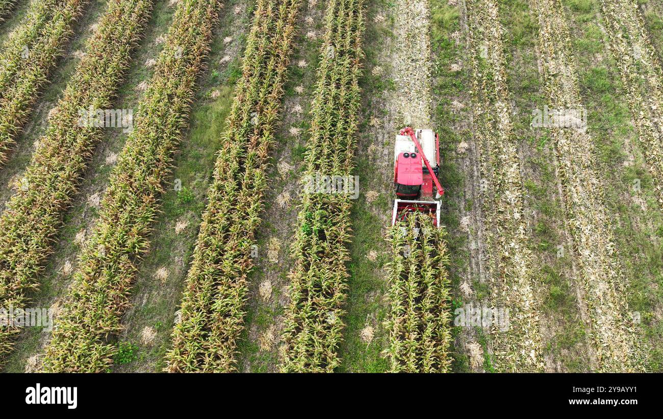 SUQIAN, CHINE - 10 OCTOBRE 2024 - les agriculteurs conduisent les récolteuses pour récolter du maïs mature dans un champ de plantation composé de bandes de soja et de maïs à Suqian, Jian Banque D'Images