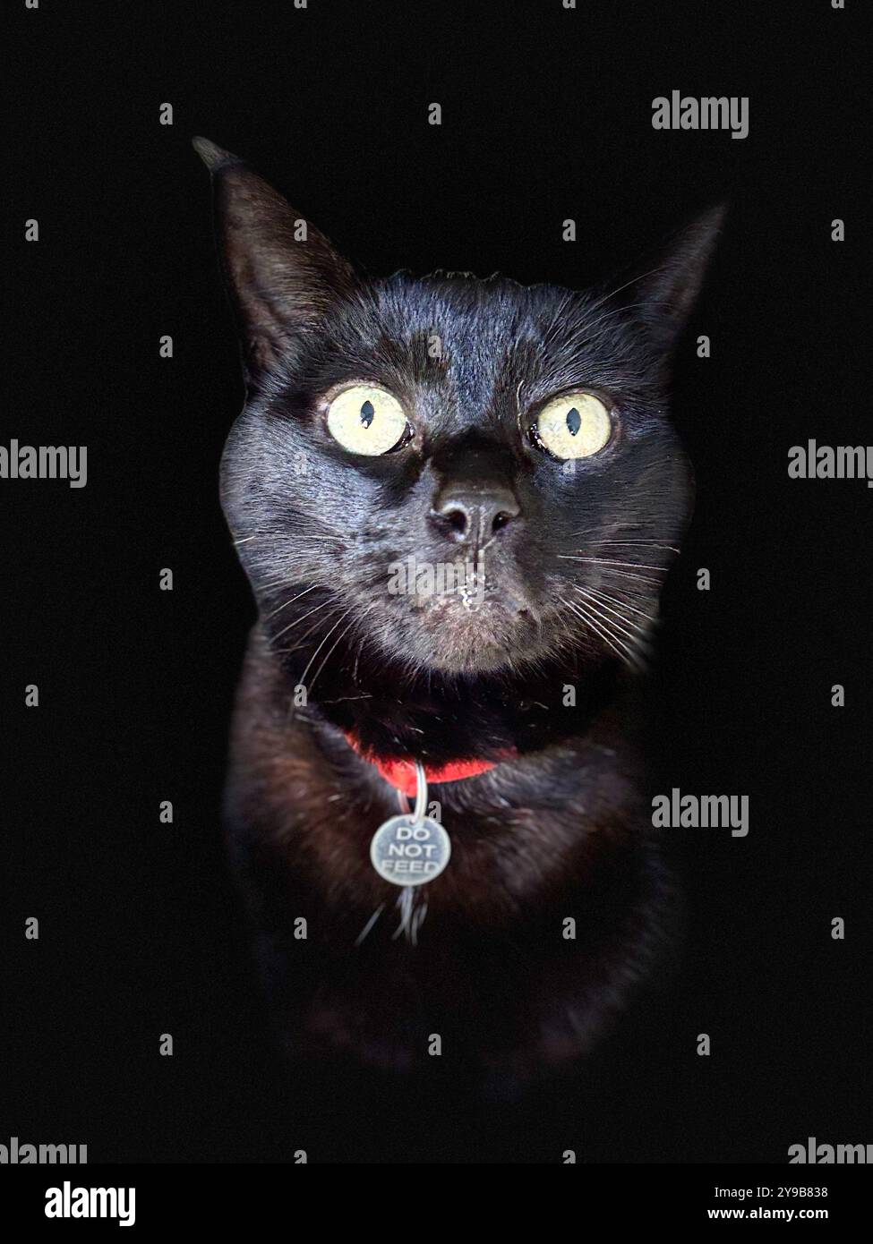 Portrait d'un chat noir avec collier rouge Banque D'Images