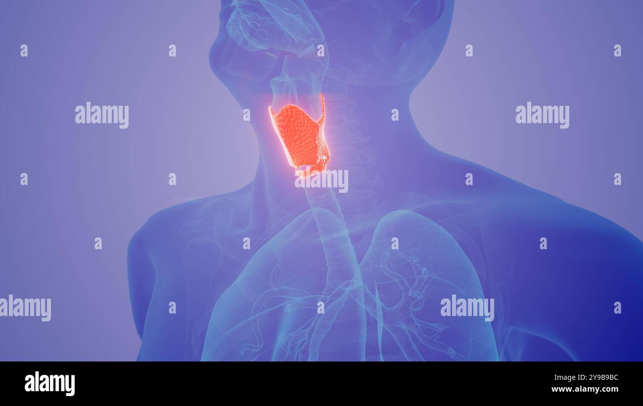 La thyroïde dans le concept médical humain Banque D'Images