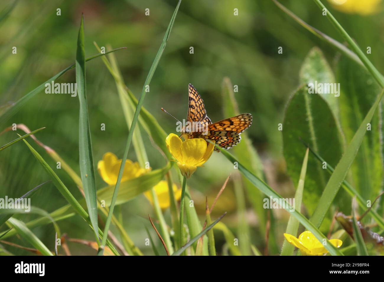 Glanville Fritillary nectaring sur fleur jaune - Melitaea cinxia Banque D'Images