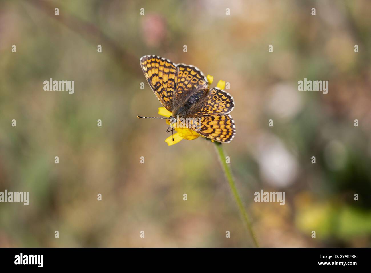 Glanville Fritillary femelle - Melitaea cinxia Banque D'Images