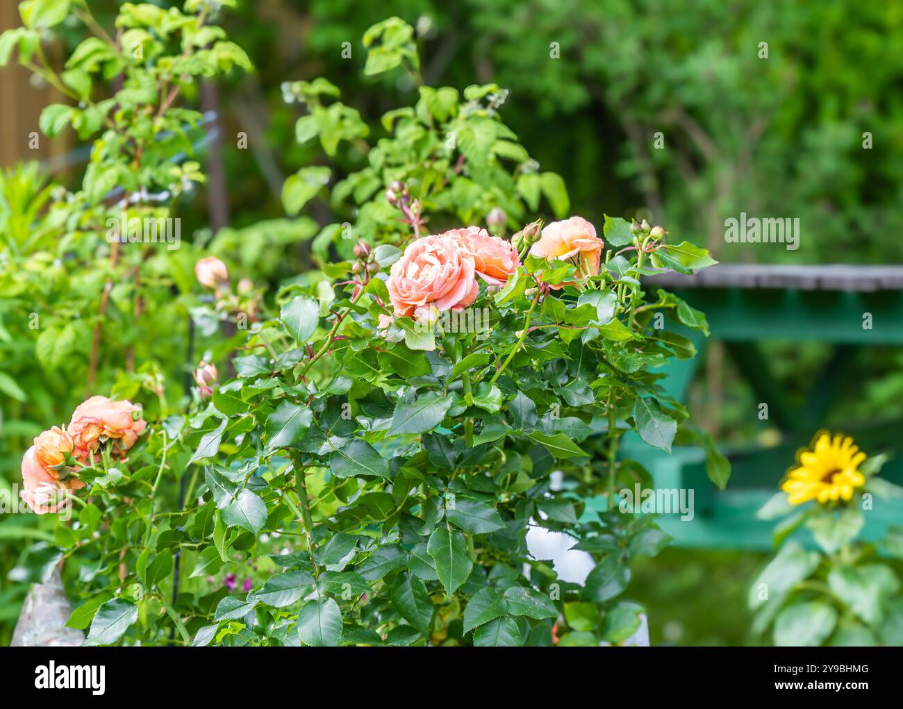 Södertälje, Suède - 9 juin 2022 : des roses couleur pêche fleurissent au milieu d'une végétation luxuriante dans un jardin légèrement flou. Banque D'Images