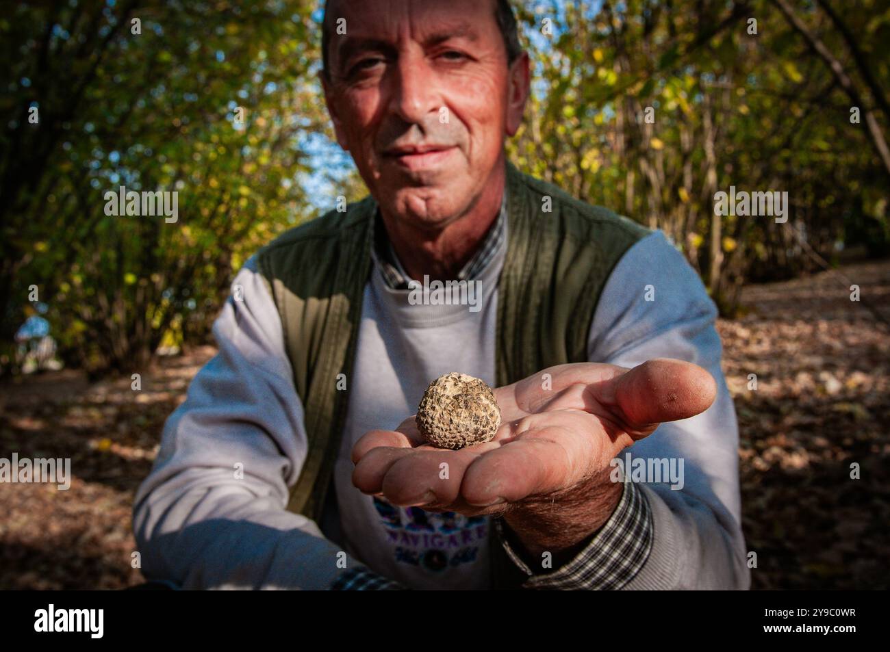 ALBA, ITALIE – 21 OCTOBRE 2022 : un chasseur de truffes recherche des truffes prisées dans les bois luxuriants d'Alba, mettant en valeur le riche patrimoine culinaire de la région Banque D'Images