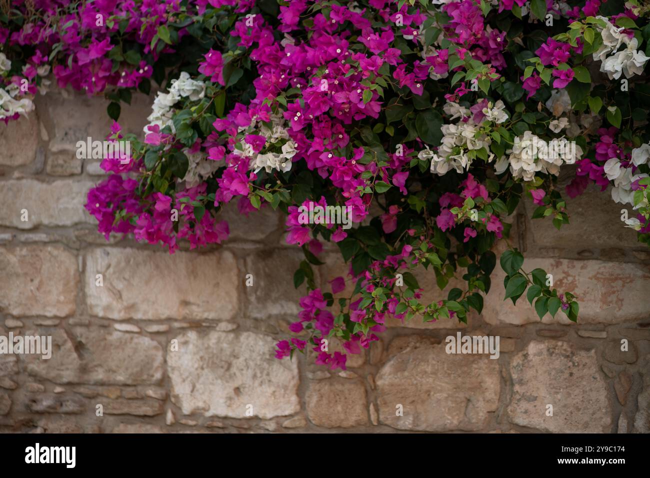 Bougainvilliers avec de belles fleurs violettes et blanches. pousse près du mur de la maison Banque D'Images