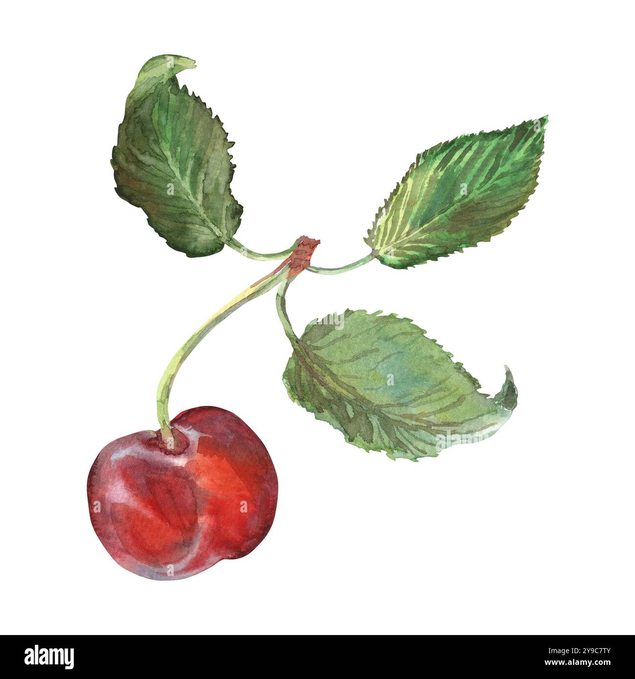 Cerise avec des feuilles à l'aquarelle dessinée à la main. Baie rouge mûre sur un bouquet de cerises. Une cerise est peinte très brillamment et avec des couleurs riches. C'est le cas Banque D'Images