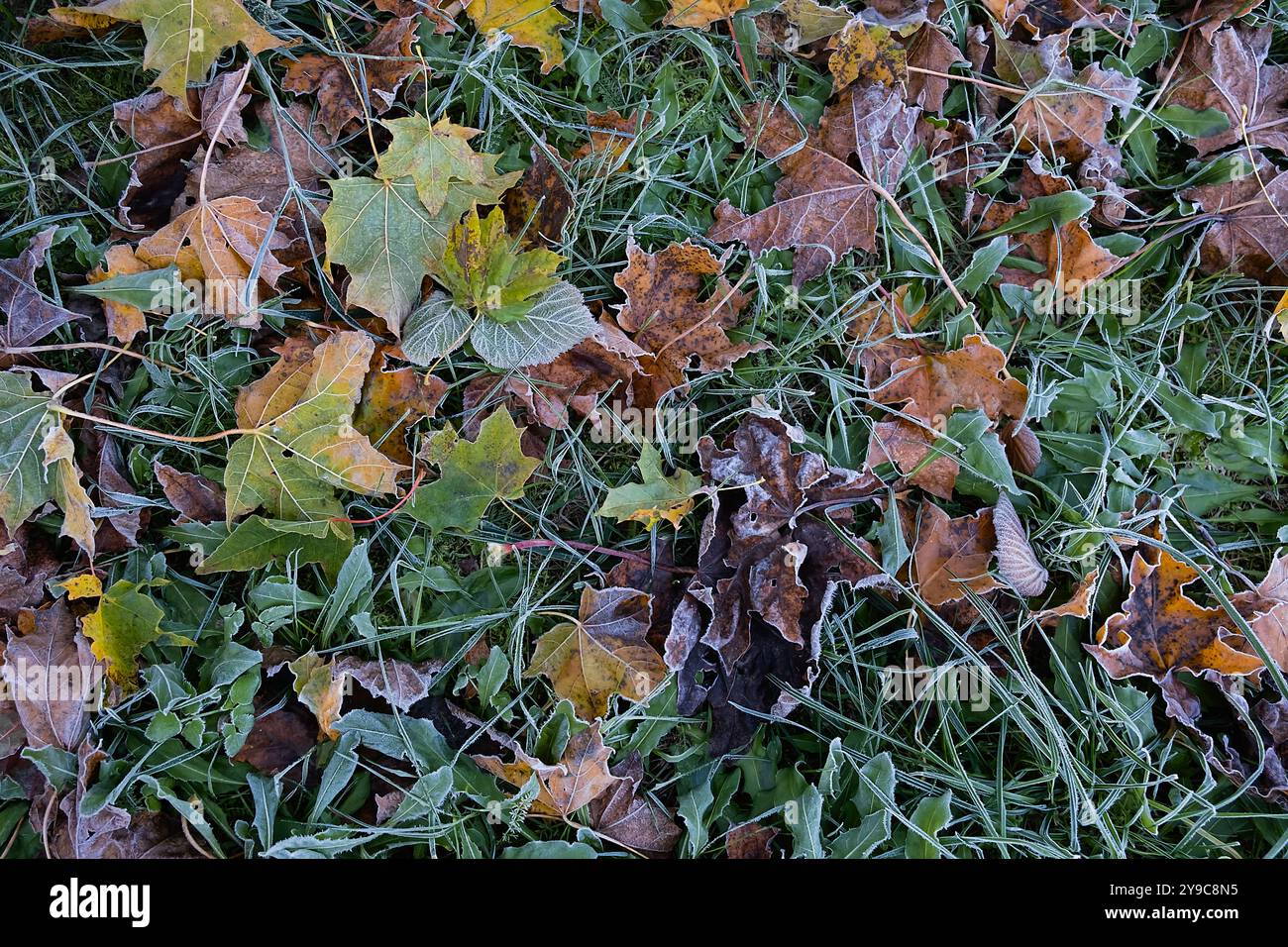 Feuilles givrées sur l'herbe. Gélification matinale sur les feuilles brunes tombées et l'herbe verte. Banque D'Images