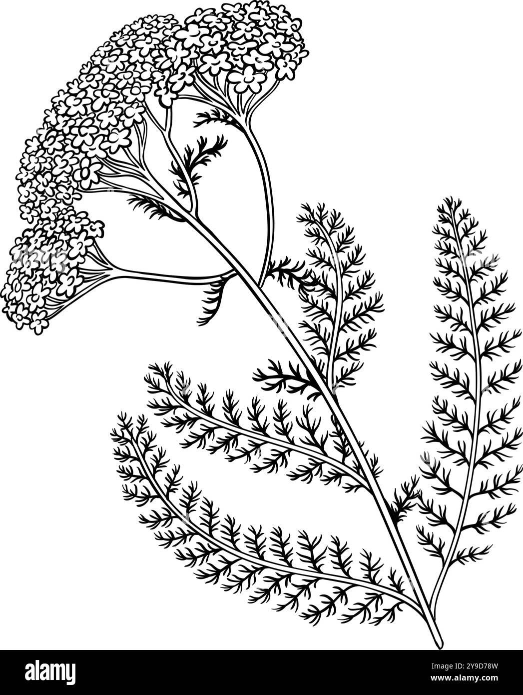 Usine de milfoil avec illustration de contour de fleurs Illustration de Vecteur