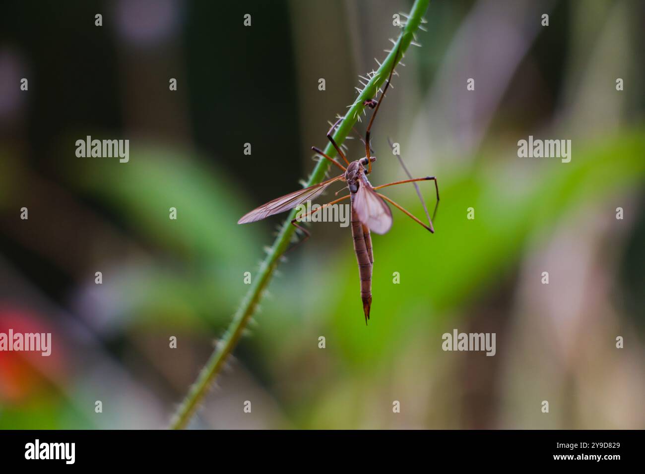 Insecte sur plante. Un gros plan de moustique. Photo de haute qualité Banque D'Images