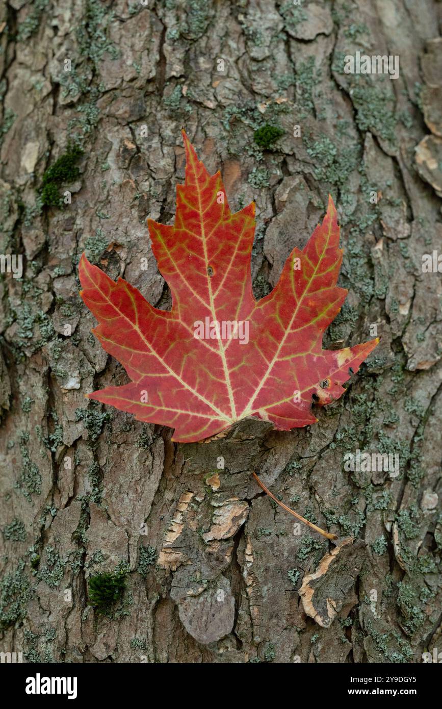 Une feuille d'automne rouge colorée sur l'écorce d'arbre pendant une journée d'automne ensoleillée Banque D'Images