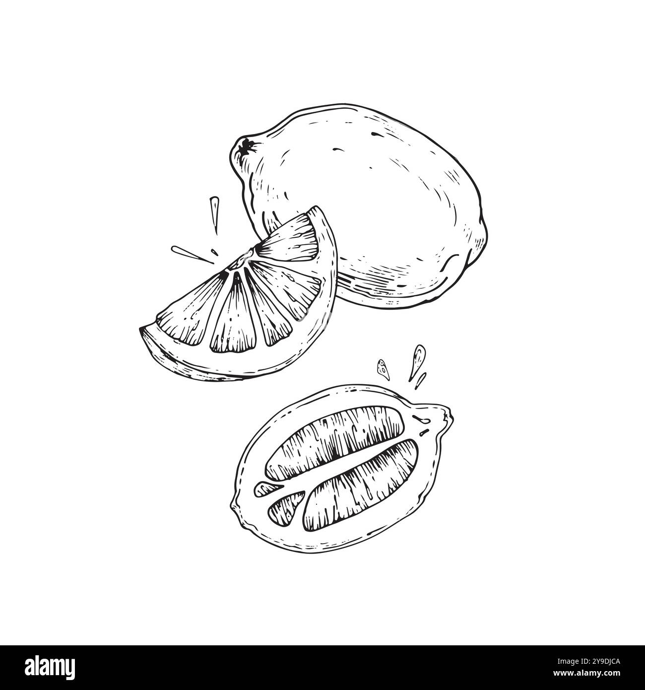 Illustrations vectorielles dessinées à la main au citron avec des éclaboussures. Croquis d'une tranche, d'une moitié et d'un citron entier. Illustration de Vecteur