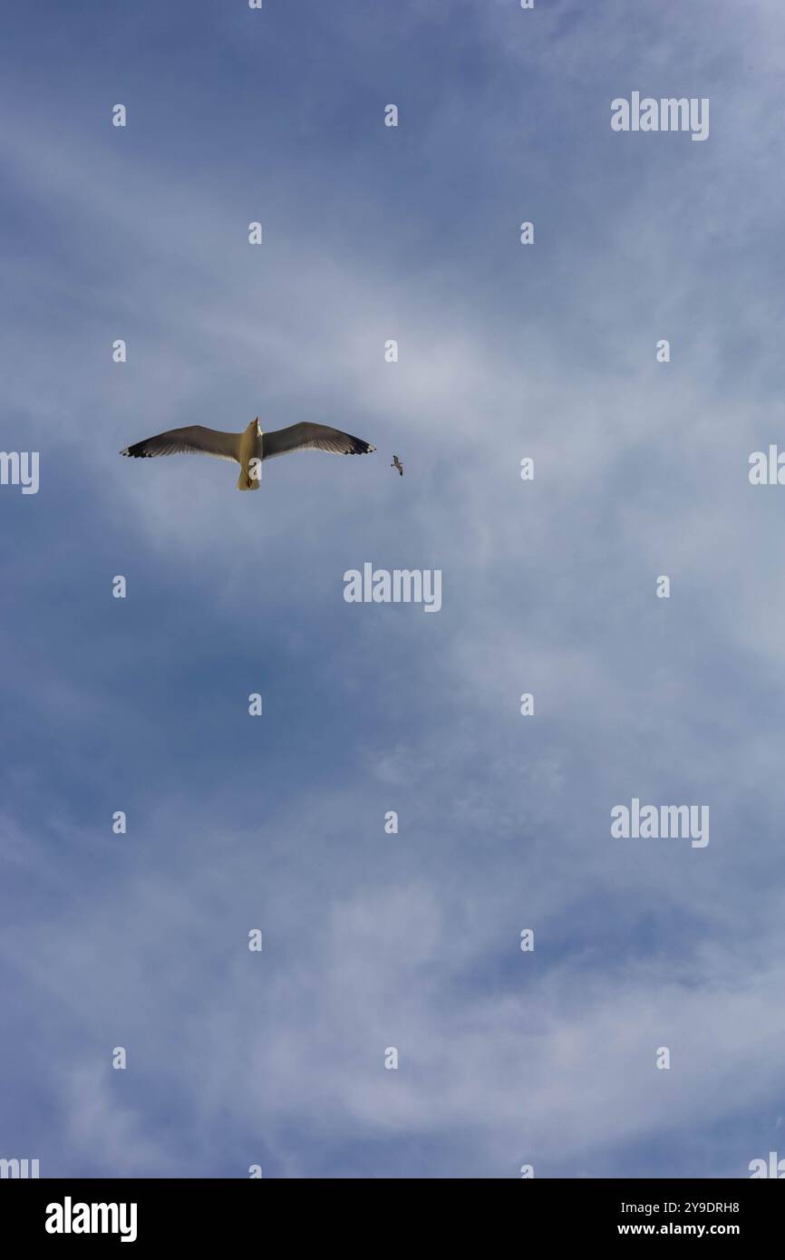Vue panoramique d'un Kelp Goéland volant avec un ciel bleu clair en arrière-plan. Photo de haute qualité Banque D'Images