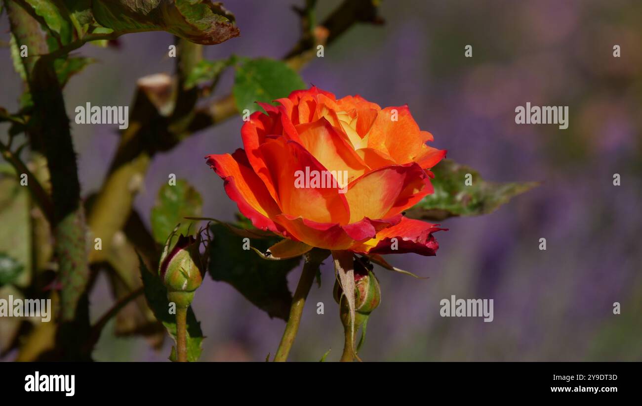 Rose rouge Banque D'Images