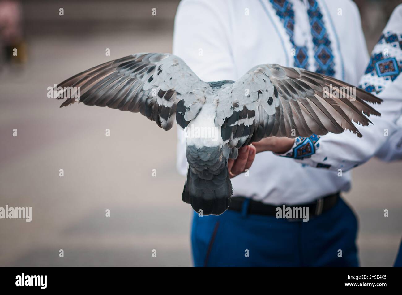 Majestueux Pigeon affichant des ailes gracieuses dans une tenue traditionnelle. Banque D'Images Majestueux Pigeon affichant des ailes gracieuses dans une tenue traditionnelle. Banque D'Images