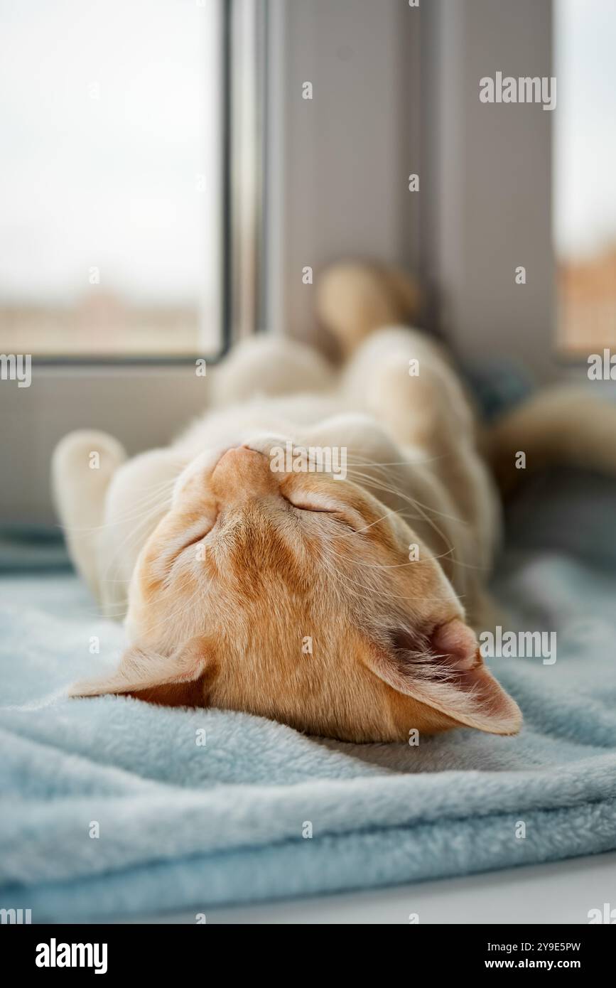 Un chaton birman au gingembre repose sur un rebord de fenêtre près d'une fenêtre. Le chat mignon dort doucement sur une couverture bleue. Banque D'Images