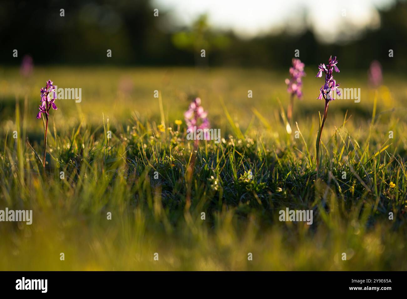 Orchidée de BOG (Anacamptis palustris). Anacamptis palustris Jacq. Synonymes Orchis palustris photo : Magnus Martinsson / TT / code 2734 Banque D'Images