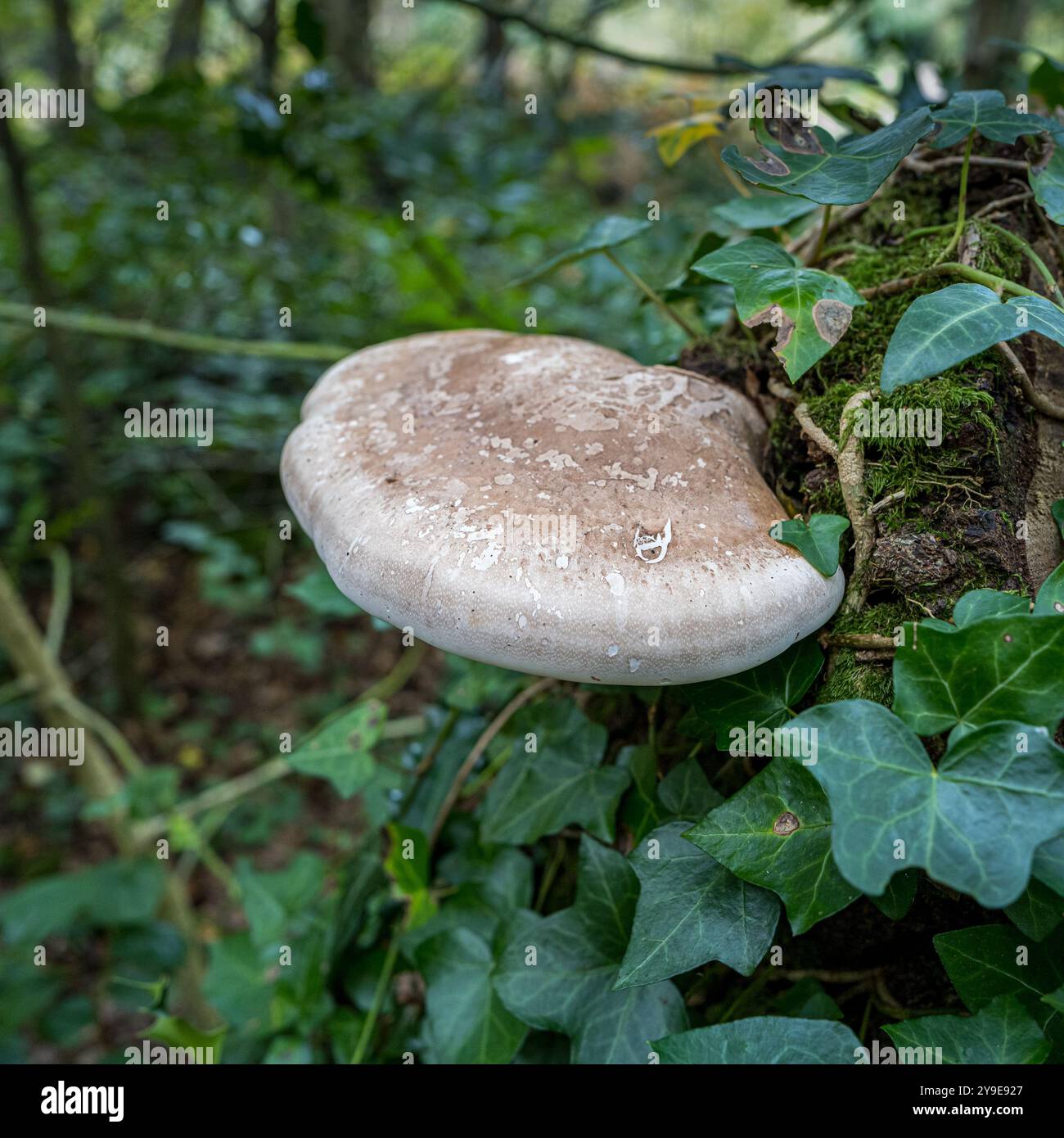 Gros champignons poussant sur un vieux tronc d'arbre en octobre Banque D'Images