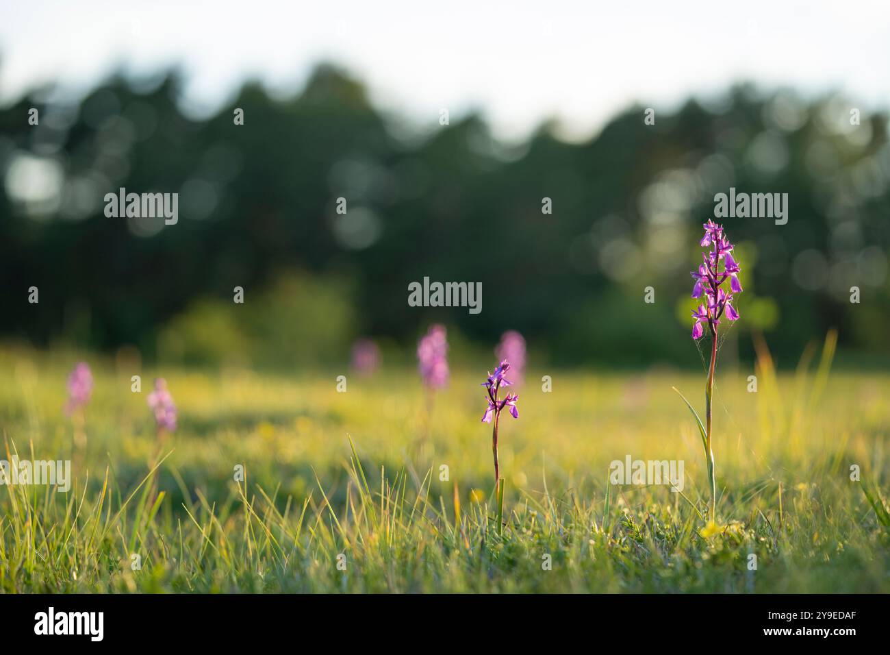 Orchidée de BOG (Anacamptis palustris). Anacamptis palustris Jacq. Synonymes Orchis palustris photo : Magnus Martinsson / TT / code 2734 Banque D'Images