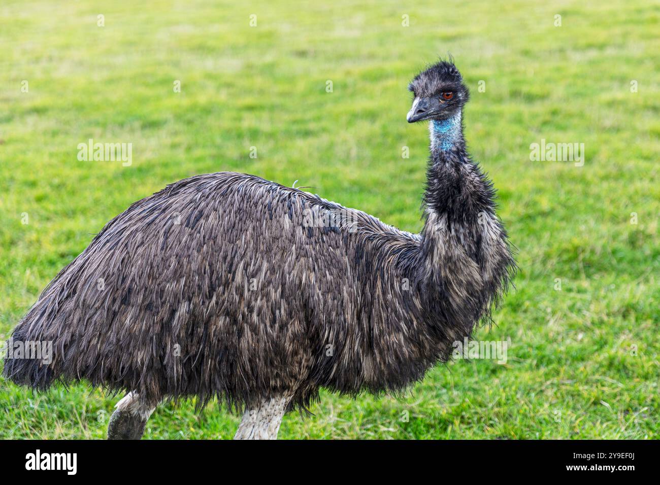 Emu, Dromaius Novaehollandiae, emus, Mainsgill Farm, Richmond, détail, proche, champ, oiseau, oiseaux, oiseau sans vol, oiseaux sans vol, d'Australie, Banque D'Images