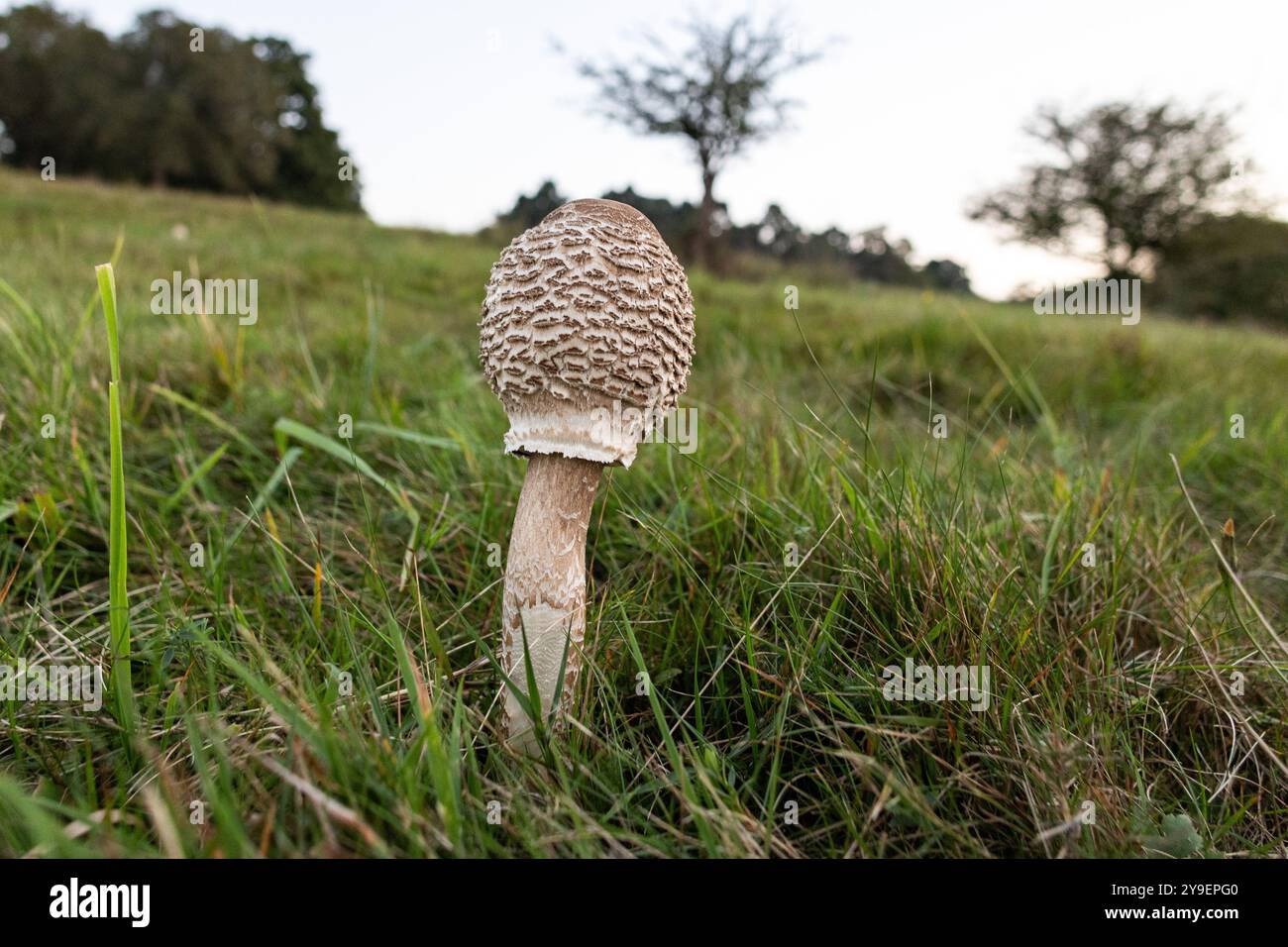 Windsor, Royaume-Uni. 20 septembre 2024. Un champignon parasol est photographié dans le Grand parc de Windsor. Crédit : Mark Kerrison/Alamy Live News Banque D'Images