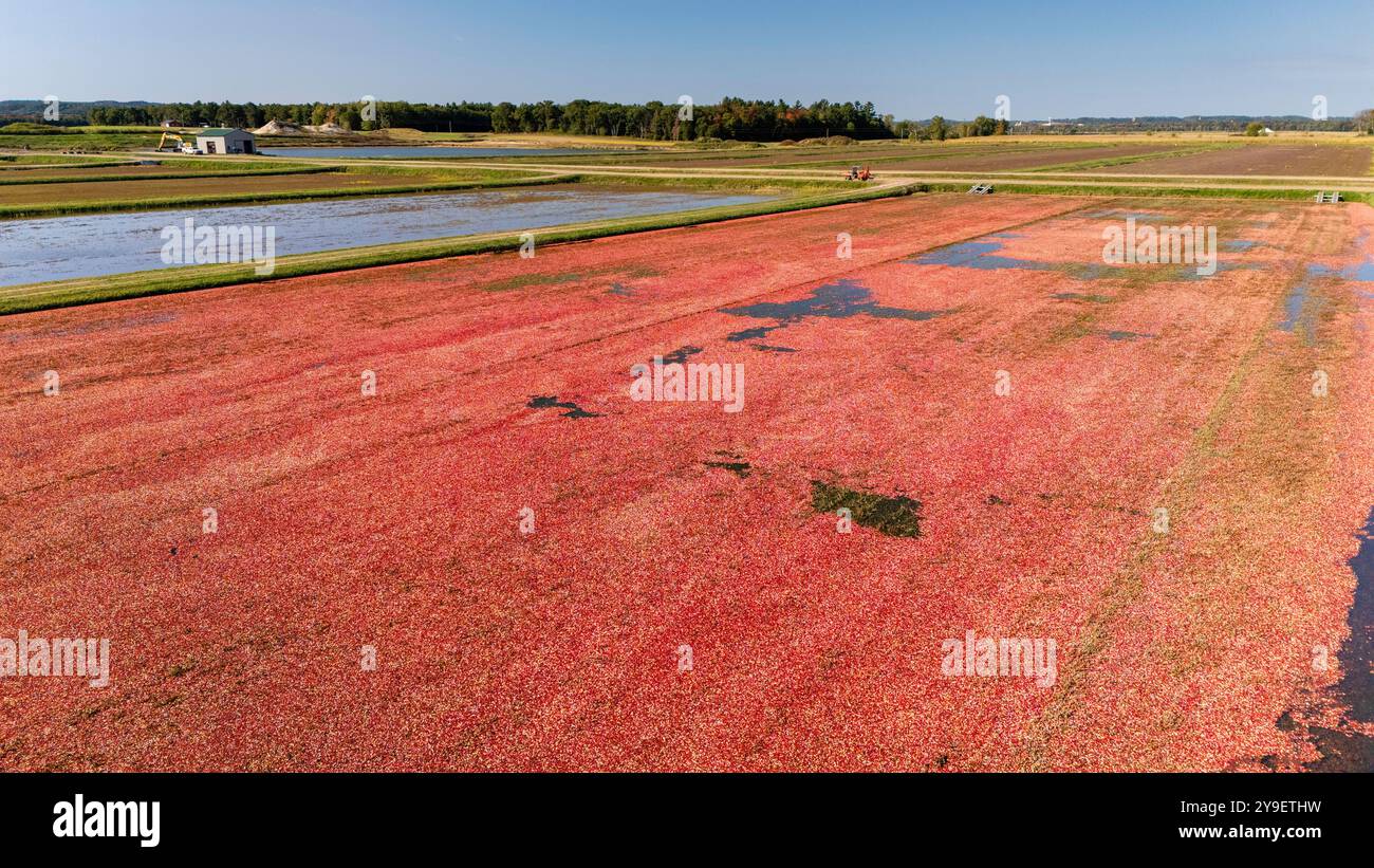 Photographie aérienne de tourbières de canneberges et récolte dans le centre du Wisconsin par un beau matin d'automne. Banque D'Images