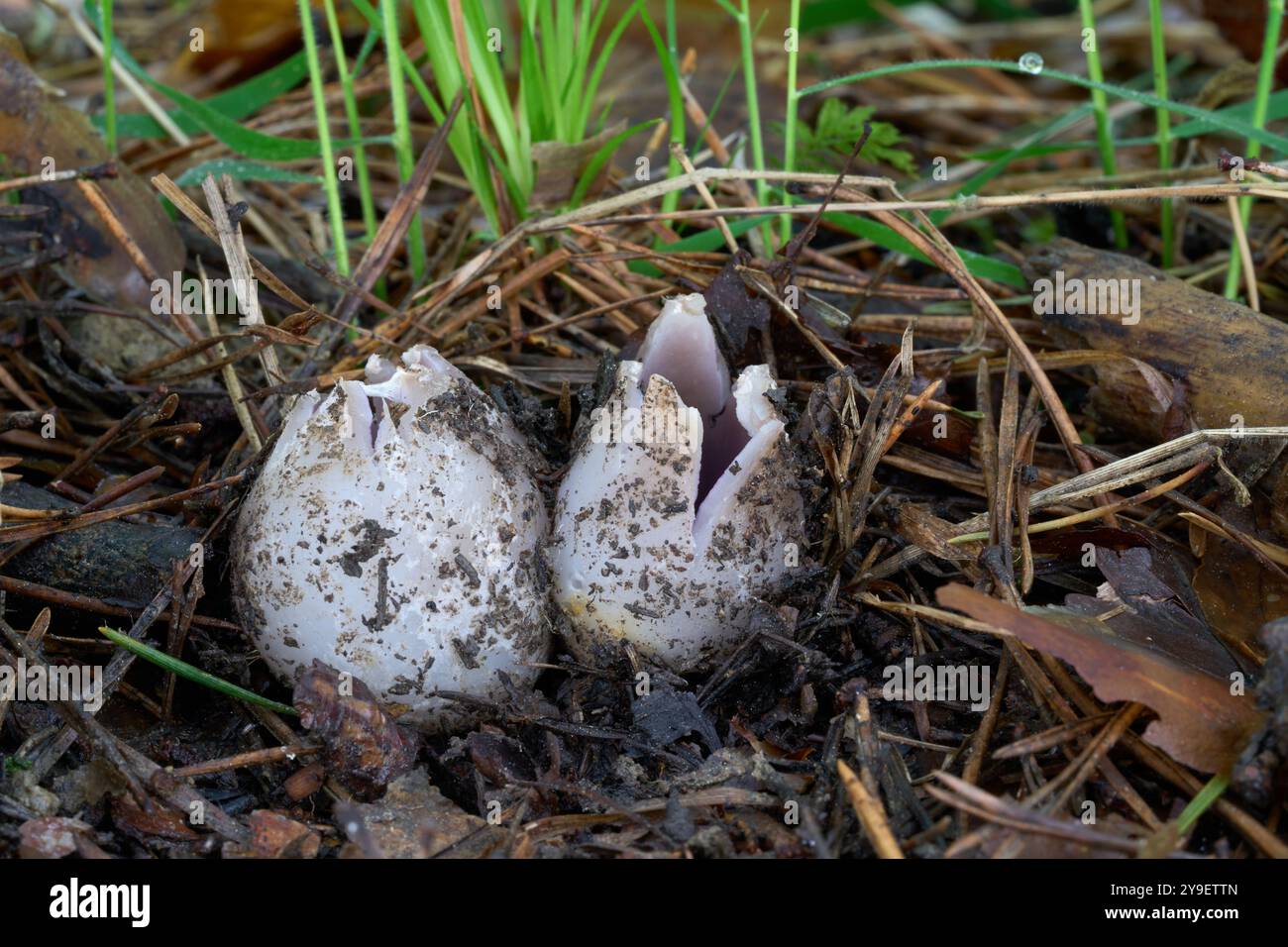Champignon Sarcosphaera coronaria dans les aiguilles. Connue sous le nom de couronne rose. Champignons violets venimeux dans la forêt de pins. Banque D'Images