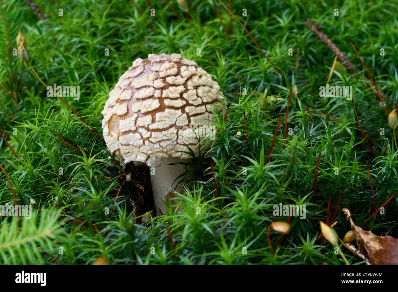 Champignon Amanita regalis dans la mousse. Connu comme Royal fly agaric ou King of Sweden Amanita. Champignon vénénéneux sauvage dans la forêt d'épicéas. Banque D'Images