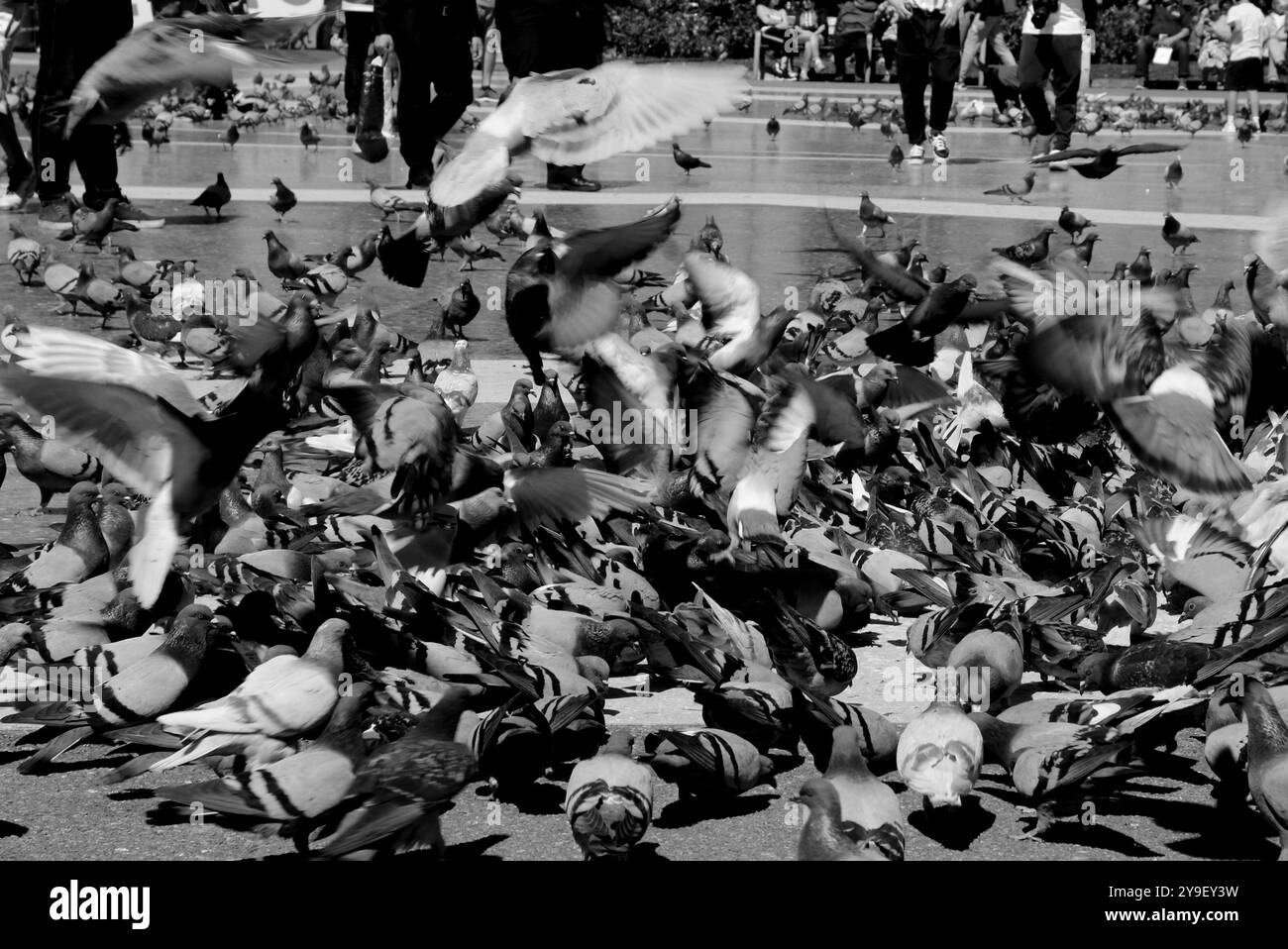 Les pigeons battent autour de la place de la ville. Banque D'Images