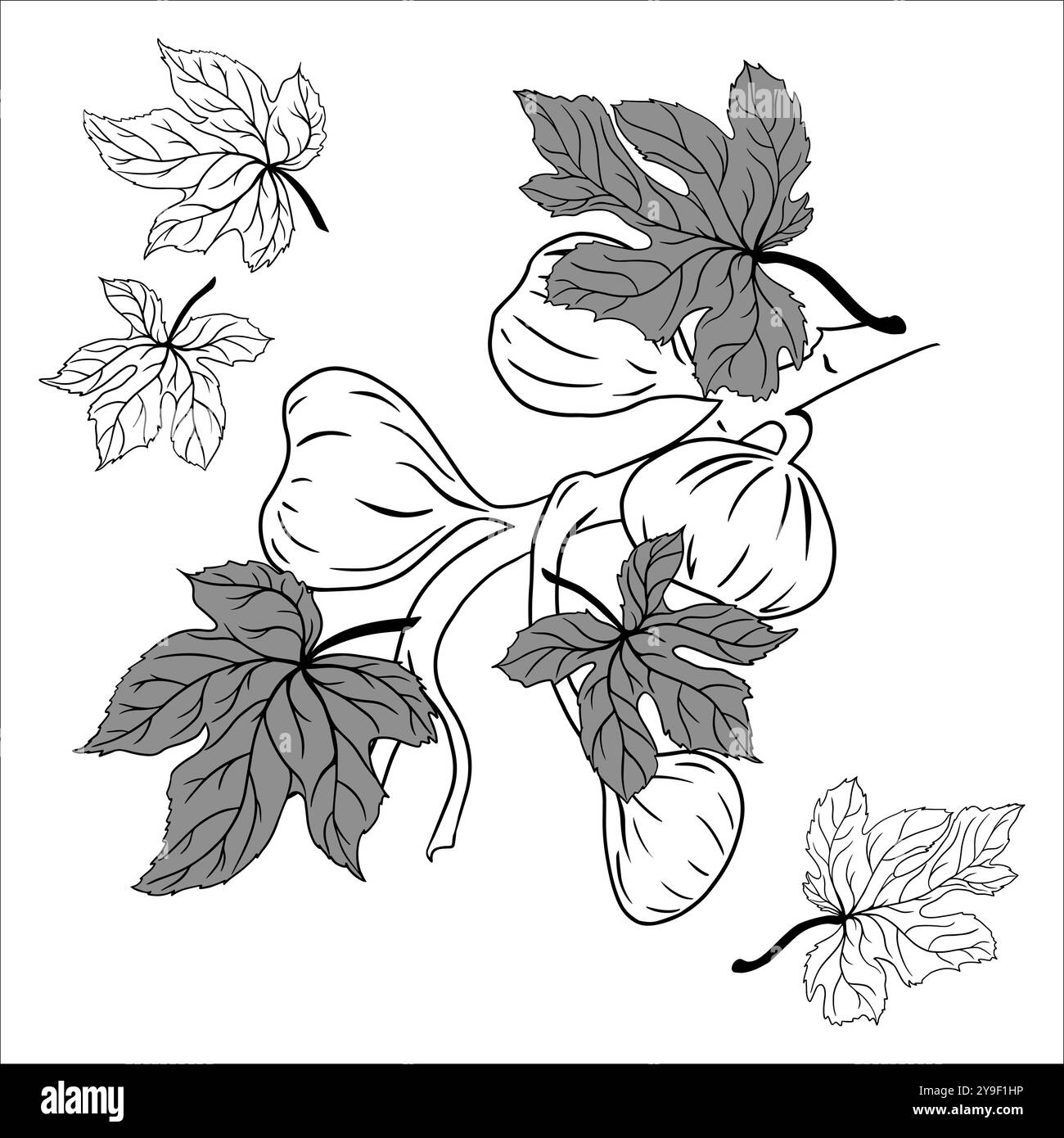 Dessin de contour d'une branche de figue avec des feuilles Illustration de Vecteur Dessin de contour d'une branche de figue avec des feuilles Illustration de Vecteur