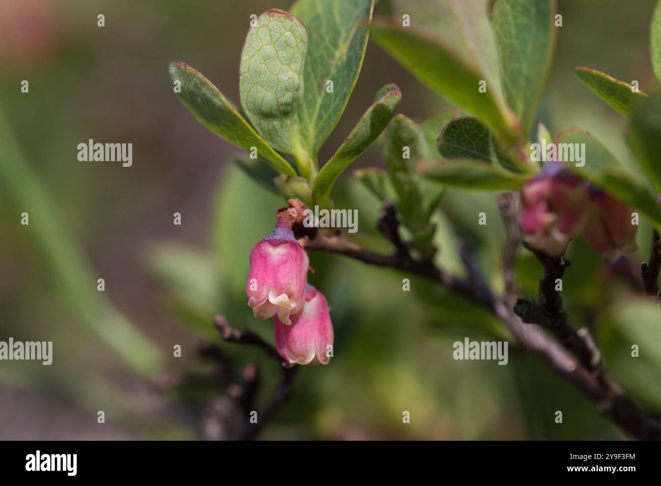 Vaccinium uliginosum (myrtille des tourbières, myrtille des tourbières, myrtille du nord ou myrtille de l'ouest) est une plante à fleurs de la famille des bruyères des Ericaceae. Banque D'Images