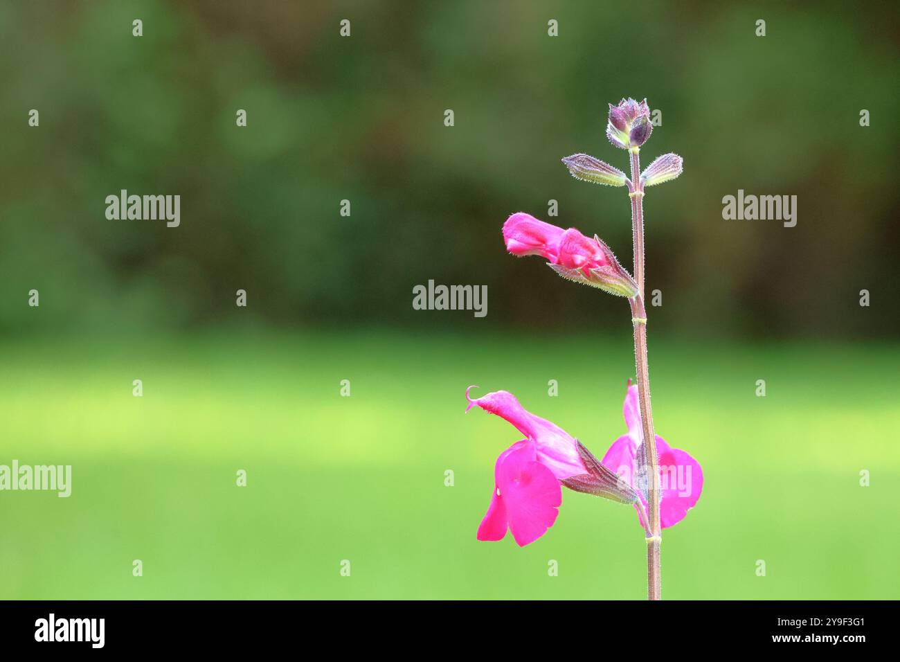 Salvia rose vif Banque D'Images