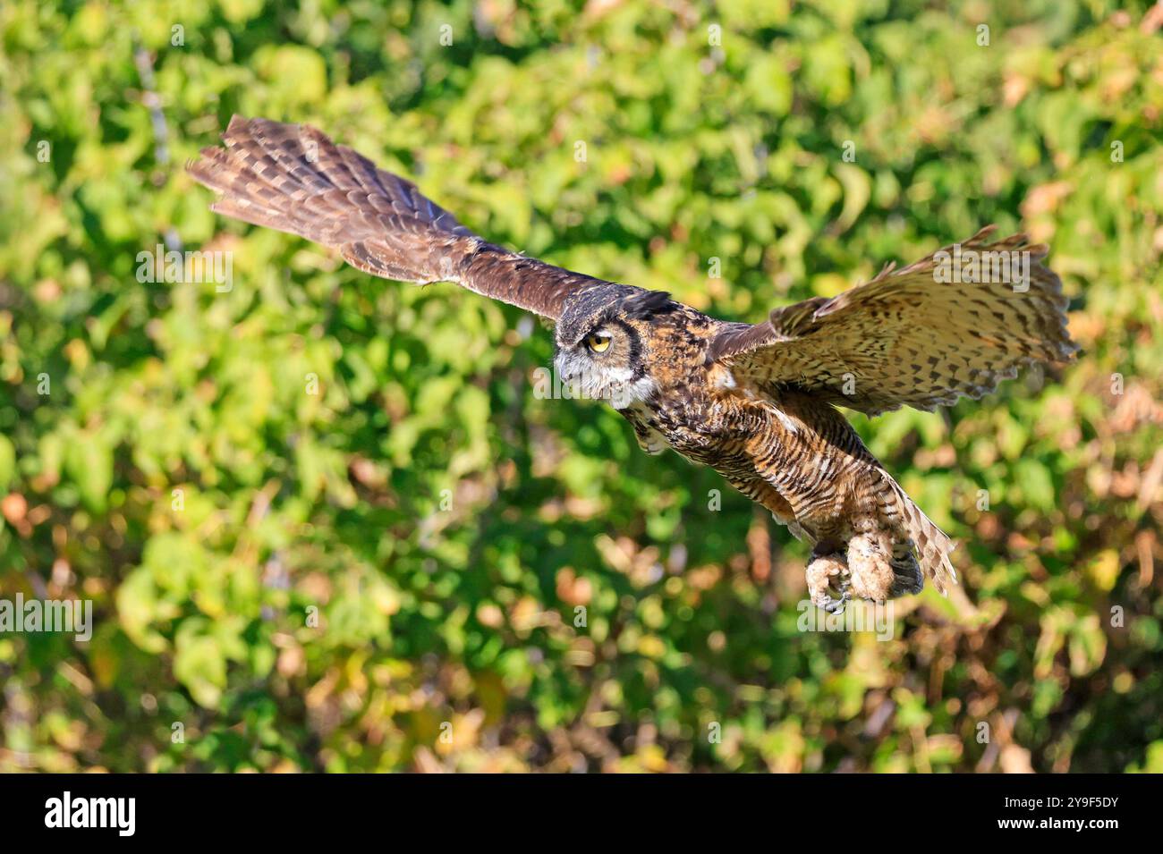 Chouette à grande corne volant dans la forêt avec fond vert, Québec, Canada Banque D'Images