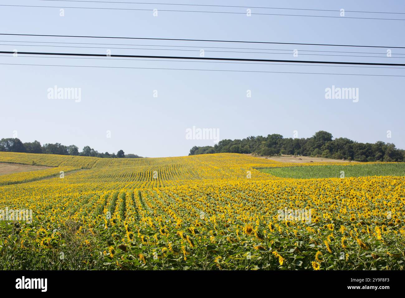 Champ de tournesol avec câbles électriques passant au-dessus. Banque D'Images