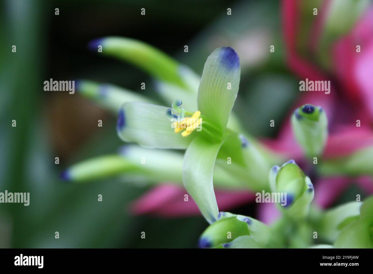 Détail d'une fleur d'une espèce de bromeliaceae avec trois pétales verdâtres avec une pointe bleuâtre et anthères jaune vif et stigmates avec des détails bleus. Banque D'Images