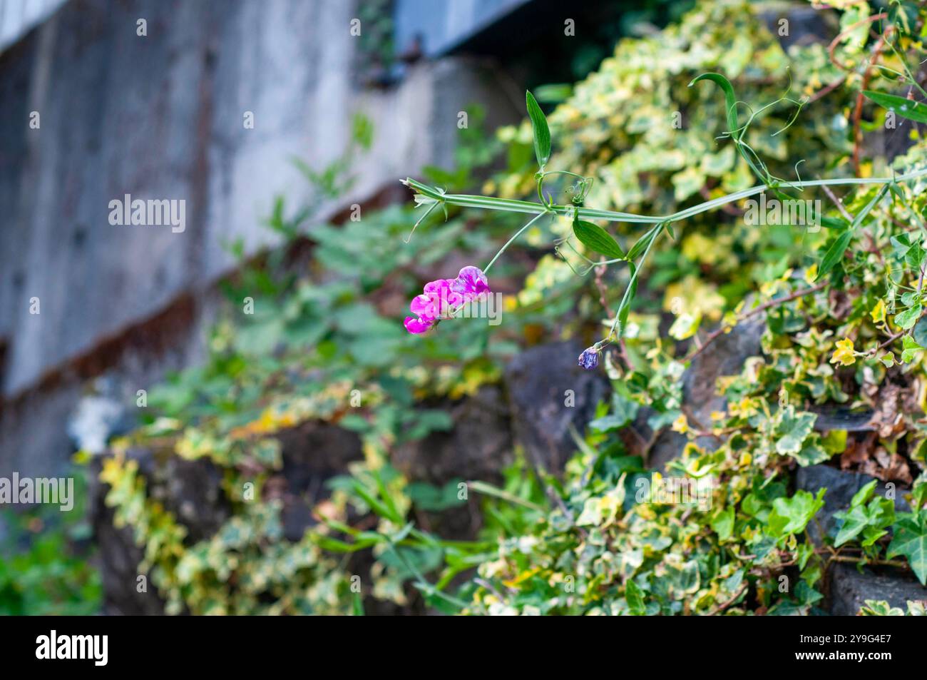Vigne de pois doux en fleurs poussant sur une paroi rocheuse dans le lac Cowichan sur l'île de Vancouver en Colombie-Britannique, Canada Banque D'Images