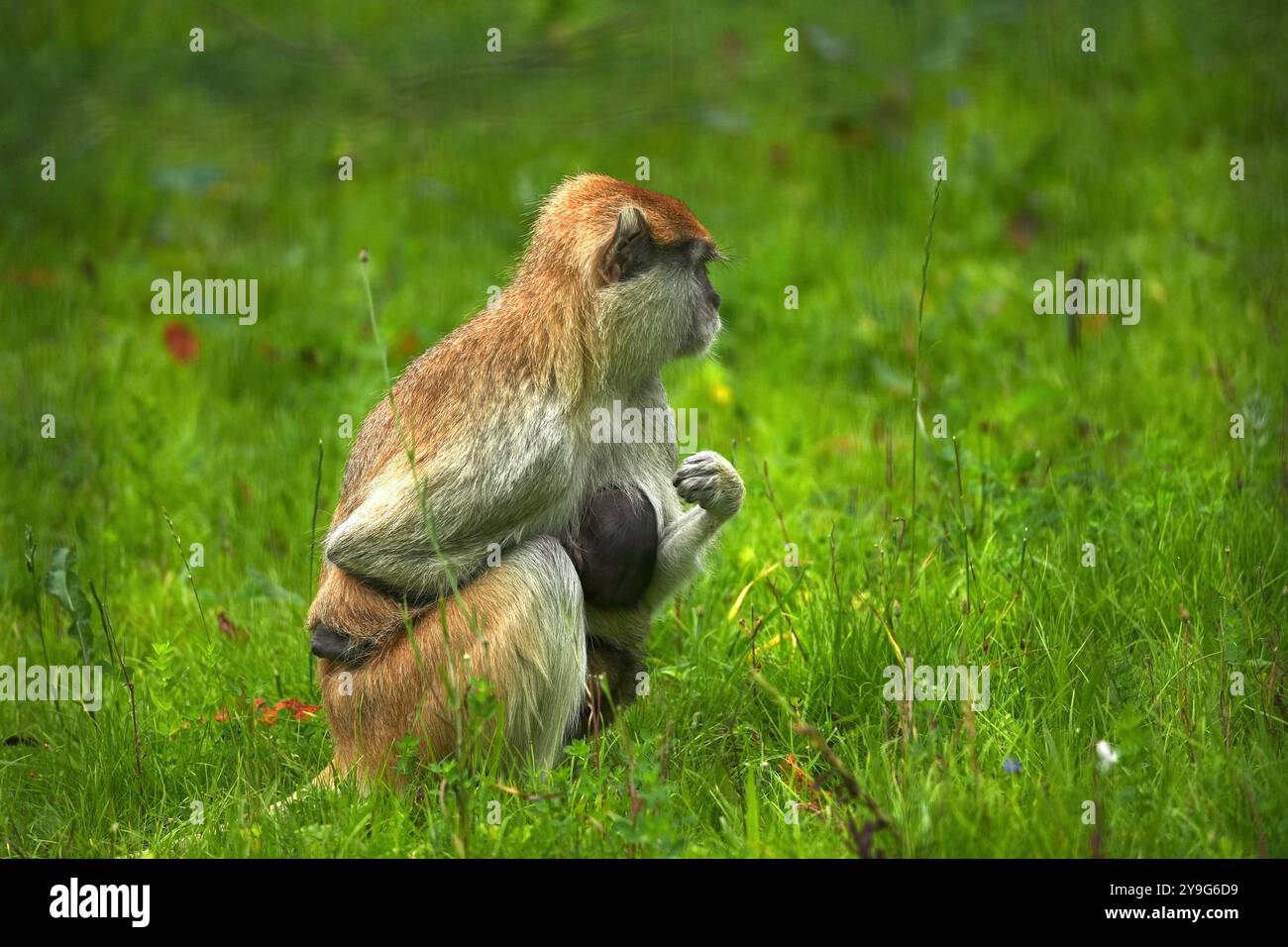 Une mère macaque singe, qui faisait autrefois partie du commerce illégal des animaux de compagnie, tient son bébé. Elle surveille le danger pendant qu'elle est assise dans l'herbe à Folly Farm Banque D'Images