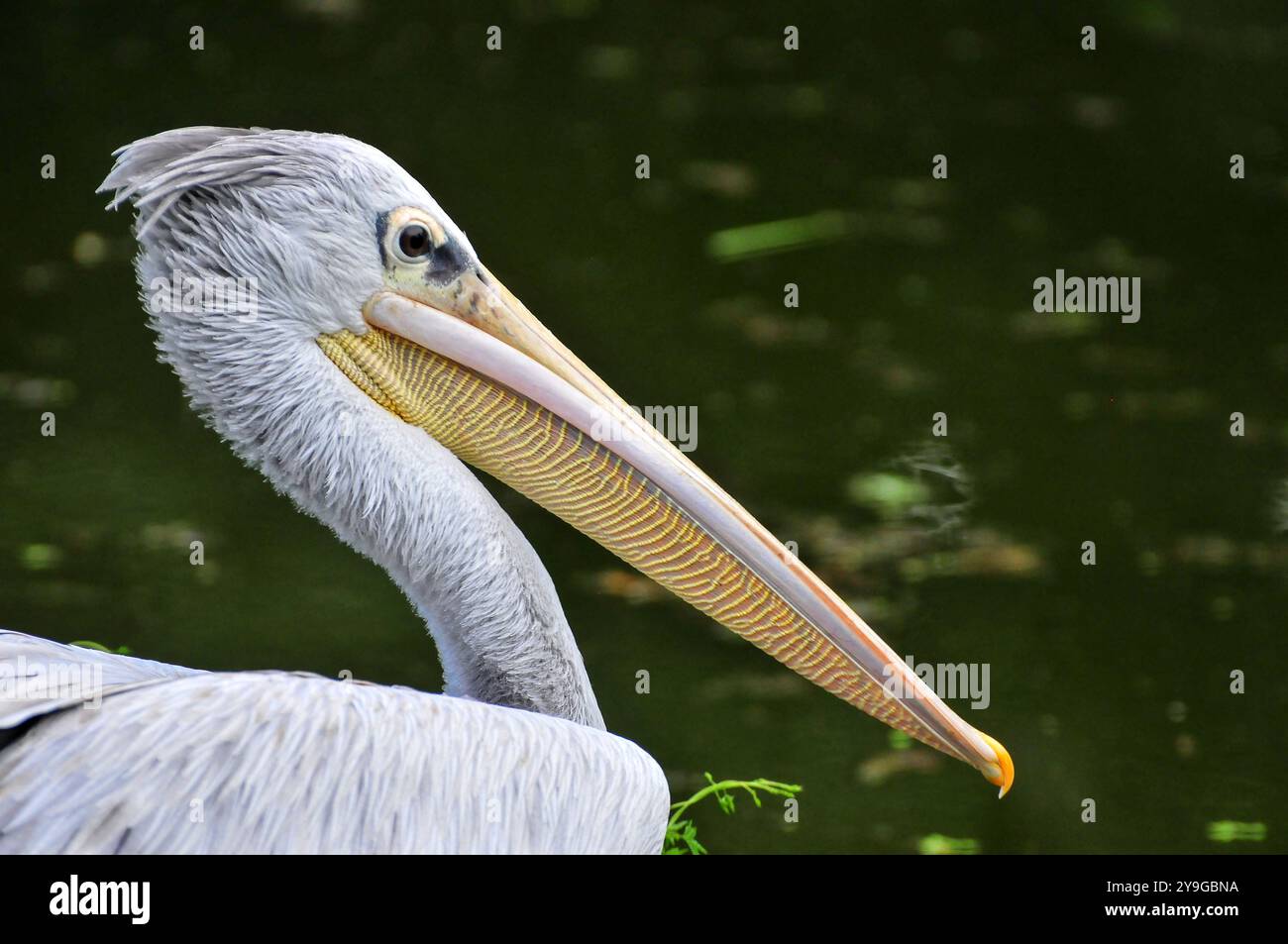 Rose - soutenu Pelican (Pelecamus rufescens) à Entebbe - Ouganda Banque D'Images