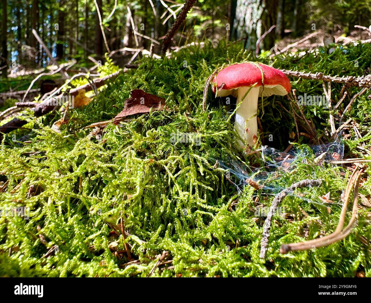 Photo de gros plan de champignons forestiers un jour d’été : capture des verts vibrants, des feuilles ensoleillées et des textures complexes de la beauté de la nature Banque D'Images