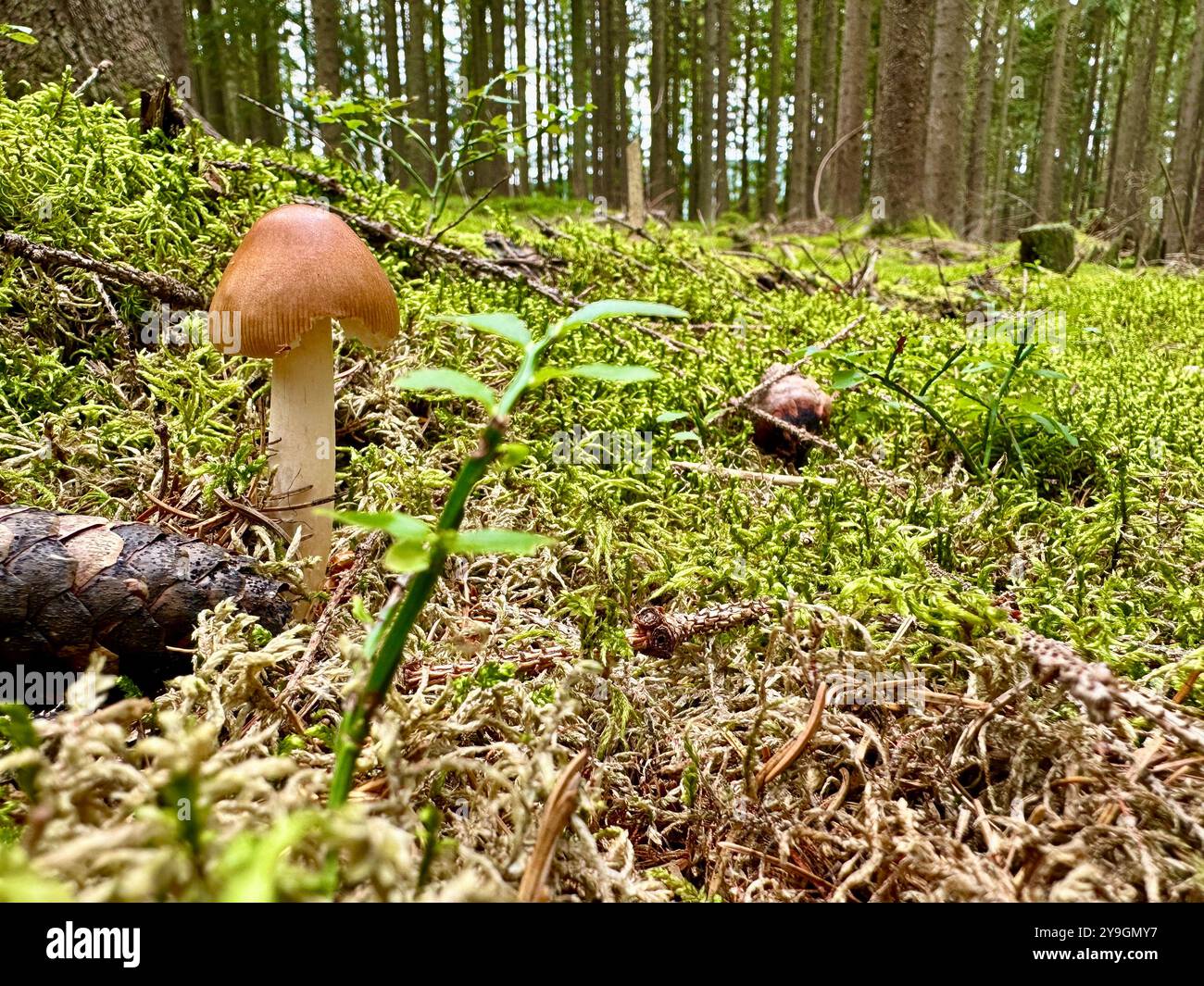 Photo de gros plan de champignons forestiers un jour d’été : capture des verts vibrants, des feuilles ensoleillées et des textures complexes de la beauté de la nature Banque D'Images
