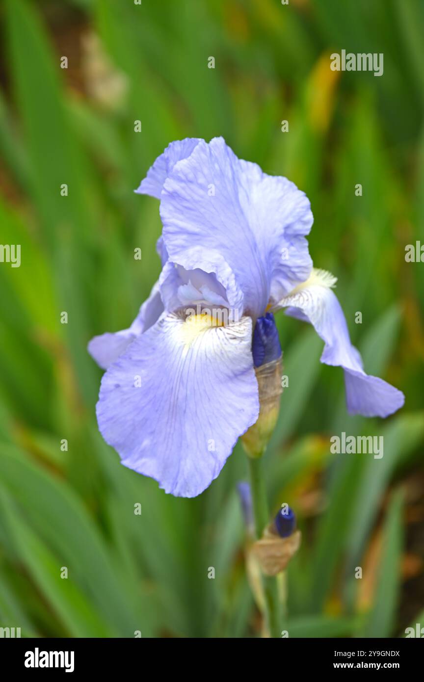 Bleu pâle fleurs de début d'été de l'iris barbu Jane Phillips poussant dans une frontière Royaume-Uni mai Banque D'Images