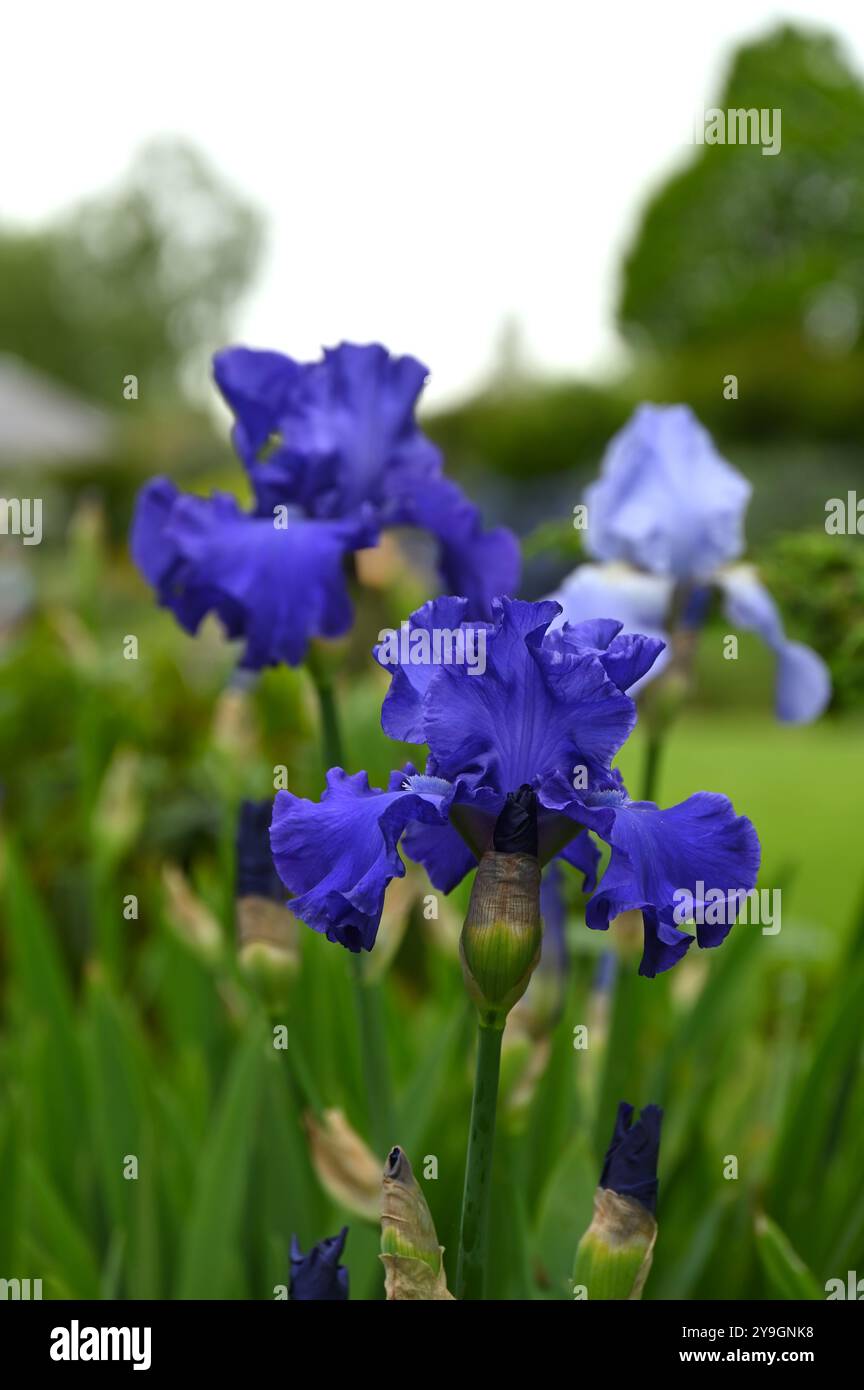 Fleurs bleues de début d'été de l'iris barbu poussant dans une frontière Royaume-Uni mai Banque D'Images