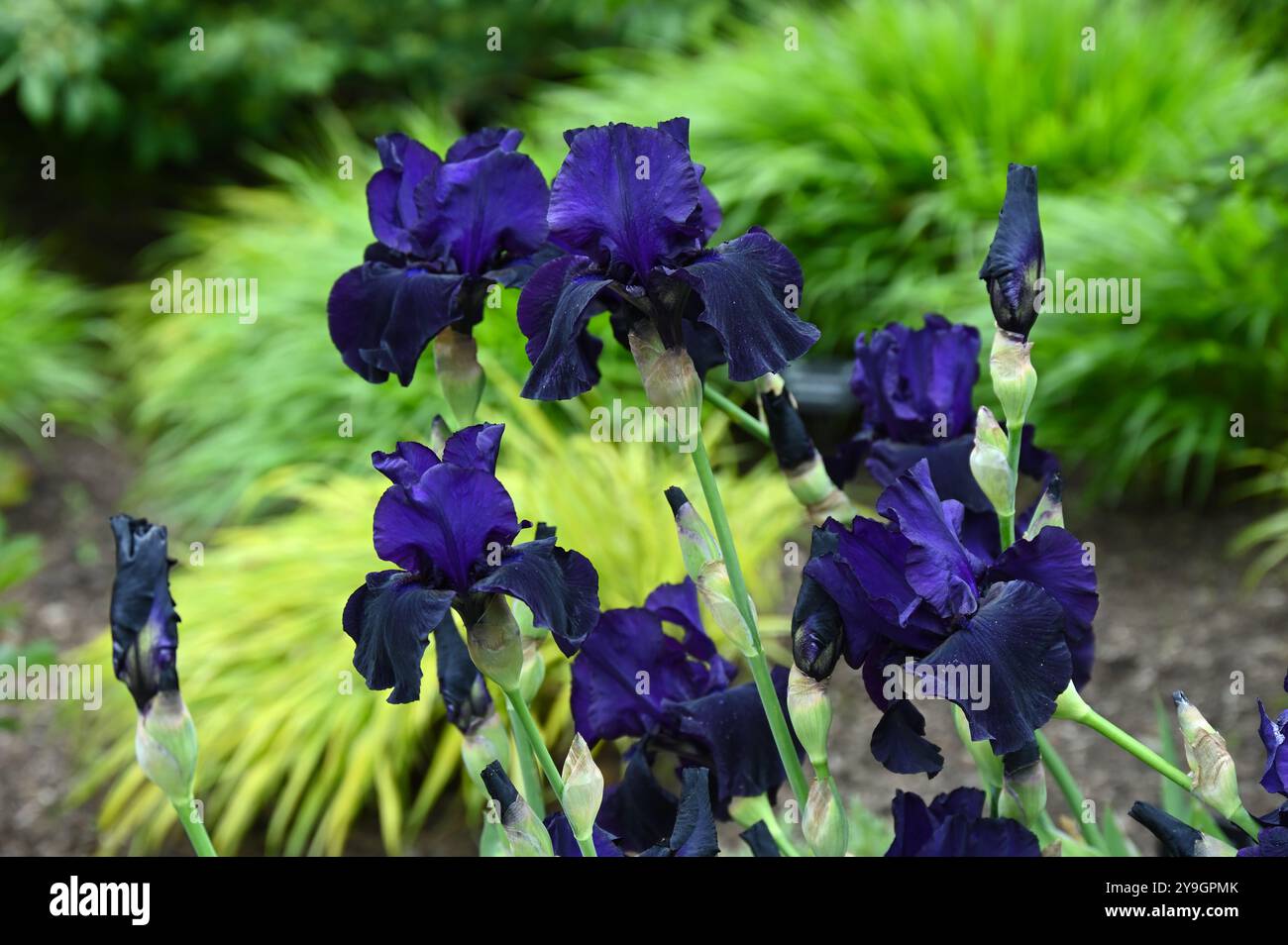 Violet foncé fleurs de début d'été de l'iris barbu Draco poussant dans une frontière Royaume-Uni mai Banque D'Images