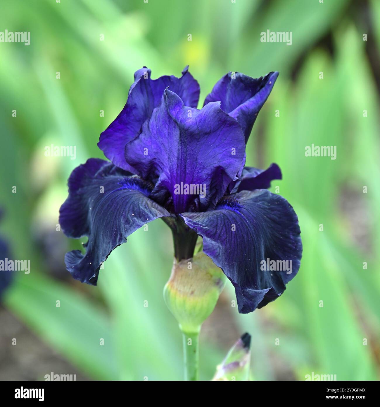 Violet foncé fleurs de début d'été de l'iris barbu Draco poussant dans une frontière Royaume-Uni mai Banque D'Images