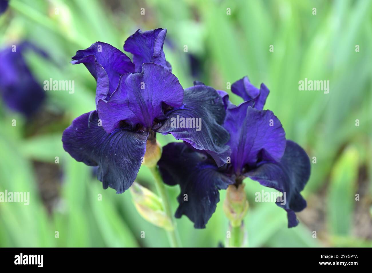Violet foncé fleurs de début d'été de l'iris barbu Draco poussant dans une frontière Royaume-Uni mai Banque D'Images
