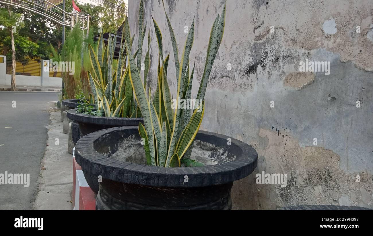 plante de langue de belle-mère ou sansevieria Banque D'Images